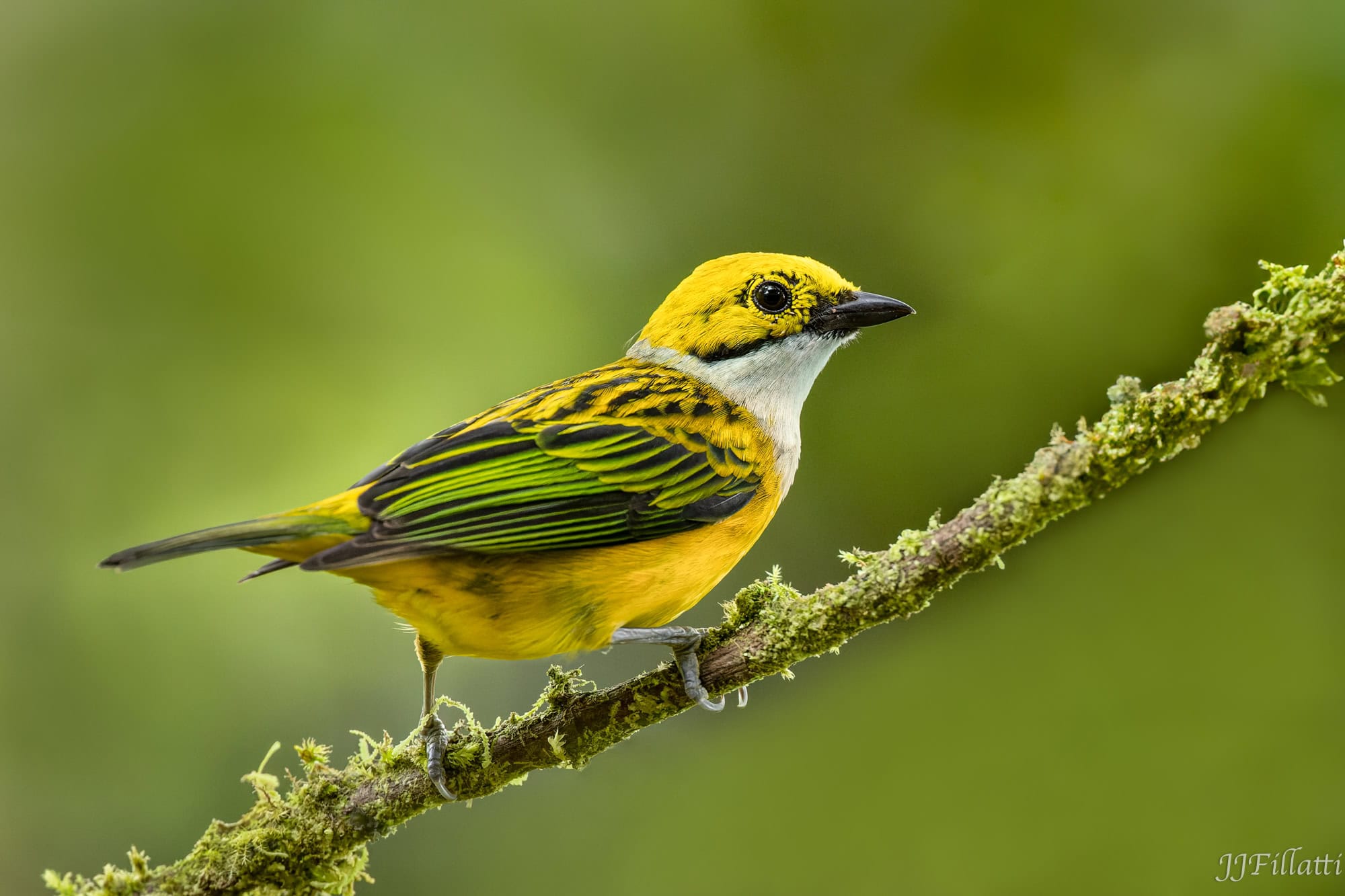 bird of colombia image 61